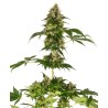 COBALT HAZE · Sensi Seeds · semillas de marihuana · Fem
