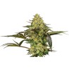 GRAPEVINE CANDY · Sensi Seeds · semillas de marihuana · Fem