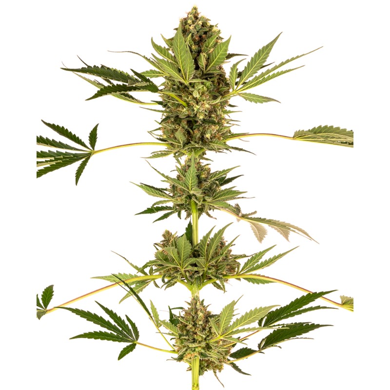 HIMALAYAN CBD · Sensi Seeds · semillas de marihuana · Fem