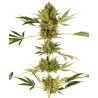 HIMALAYAN CBD · Sensi Seeds · semillas de marihuana · Fem