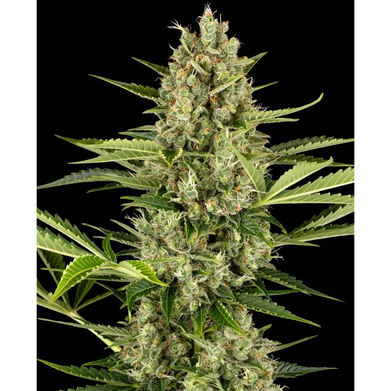 JACK HERER AUTO · Sensi Seeds · semillas de marihuana · AutoFem