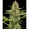 JACK HERER AUTO · Sensi Seeds · cannabis seeds · AutoFem