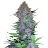PURPLE SKUNK AUTO · Sensi Seeds · semillas de marihuana · AutoFem