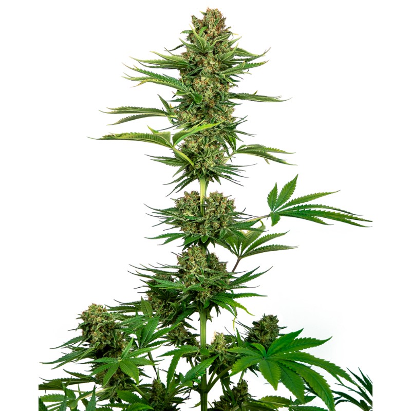 SATIN BLACK DOMINA CBD · Sensi Seeds · semillas de marihuana · Fem