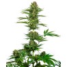 SATIN BLACK DOMINA CBD · Sensi Seeds · semillas de marihuana · Fem