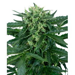 SENSI AMNESIA AUTO · Sensi Seeds · semillas de marihuana · AutoFem