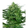 SENSI AMNESIA · Sensi Seeds · semillas de marihuana · Fem
