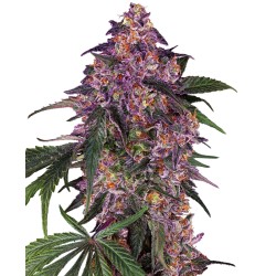 SENSI PURPLE KUSH · Sensi Seeds · semillas de marihuana · Fem