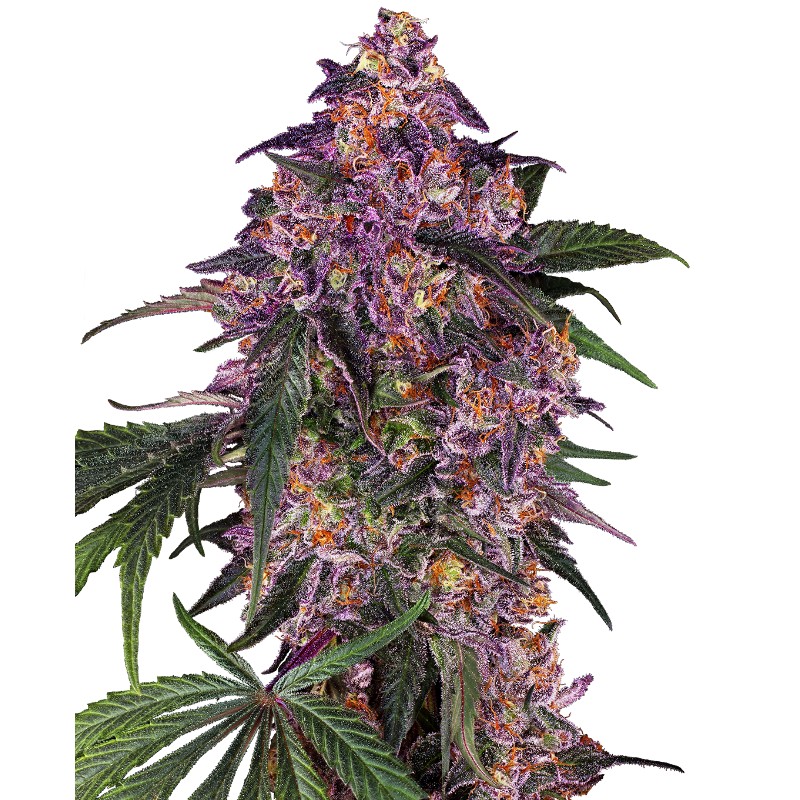 SENSI PURPLE KUSH · Sensi Seeds · semillas de marihuana · Fem