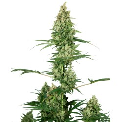 SILVER FIRE · Sensi Seeds · semillas de marihuana · Fem