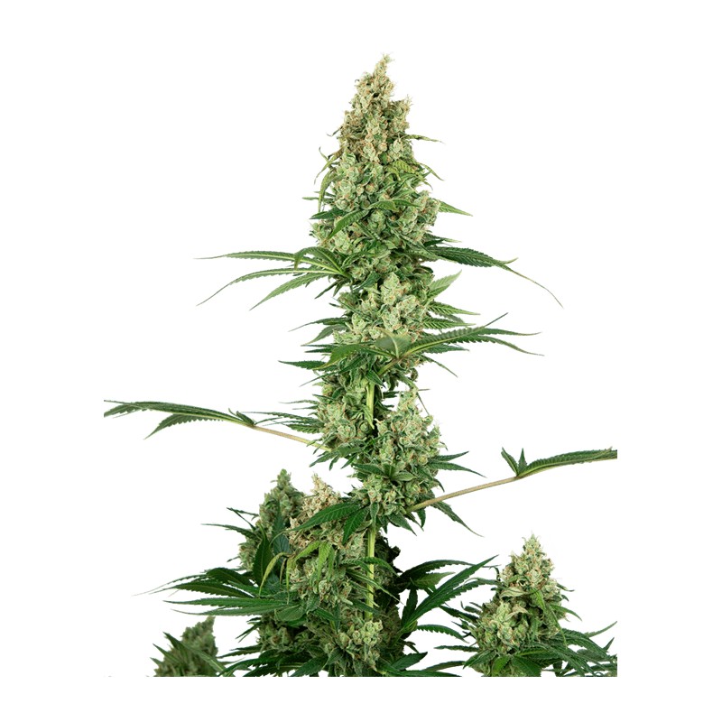 SILVER FIRE · Sensi Seeds · semillas de marihuana · Fem
