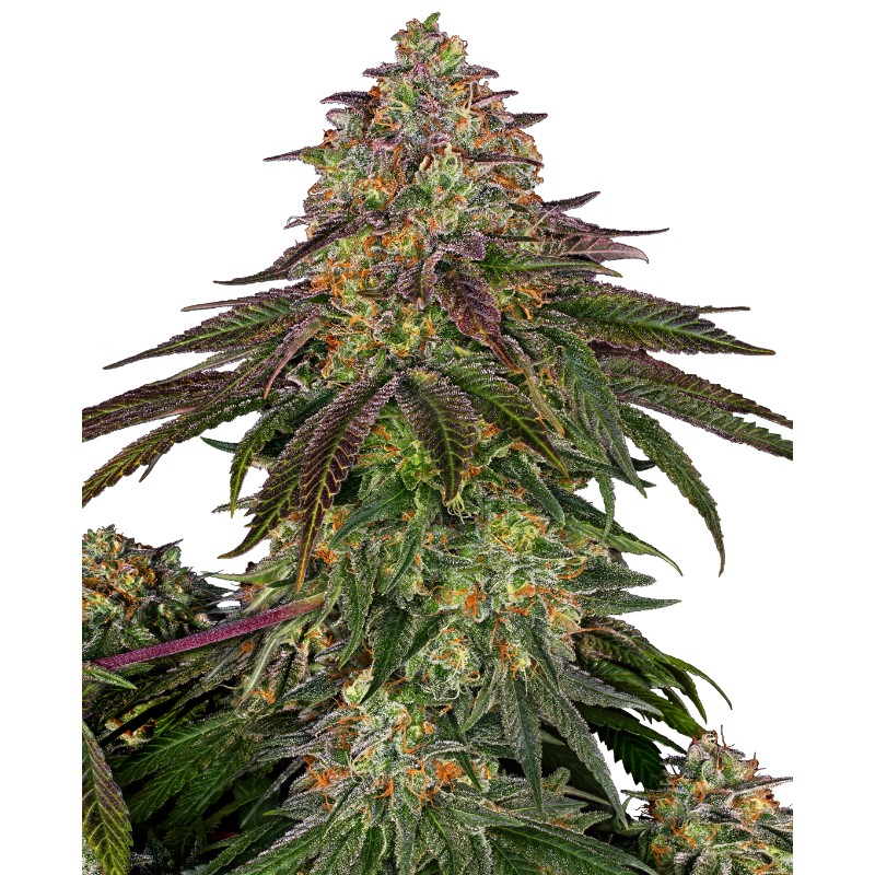 SWEET CHERRY KUSH · Sensi Seeds · semillas de marihuana · Fem