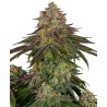 SWEET CHERRY KUSH · Sensi Seeds · semillas de marihuana · Fem