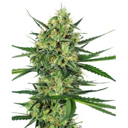 TANGERINE SUGAR · Sensi Seeds · semillas de marihuana · Fem