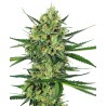 TANGERINE SUGAR · Sensi Seeds · semillas de marihuana · Fem