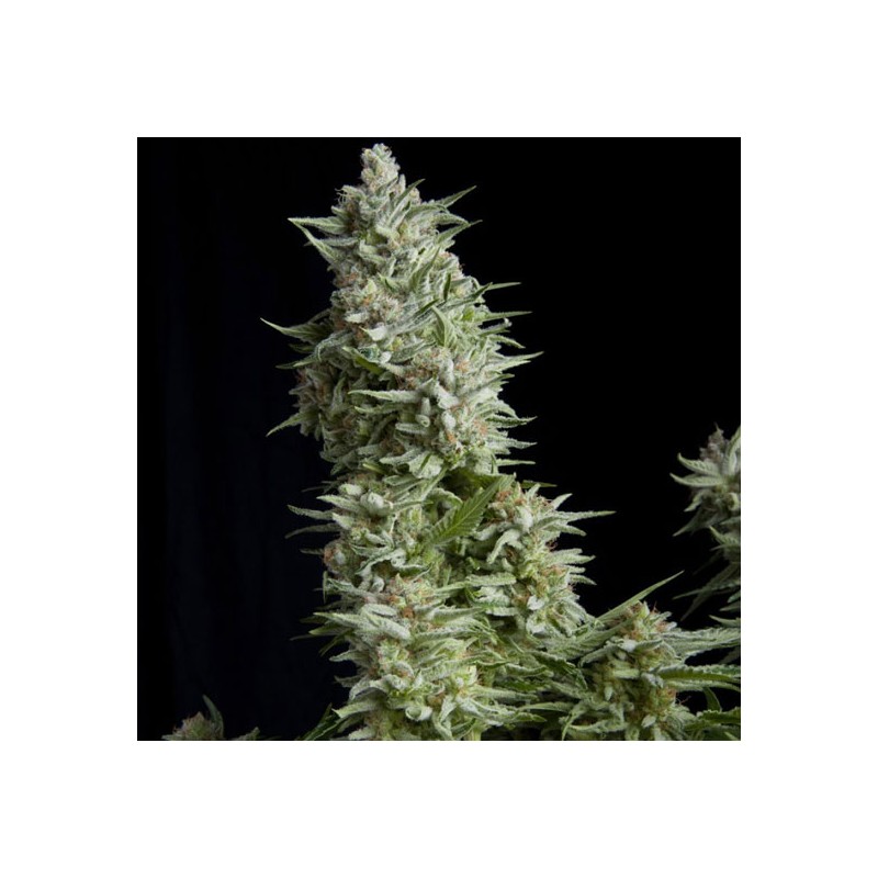 ALPUJARREÑA · Pyramid Seeds · semillas de marihuana · Fem