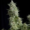 ALPUJARREÑA · Pyramid Seeds · semi di canapa indiana · Fem