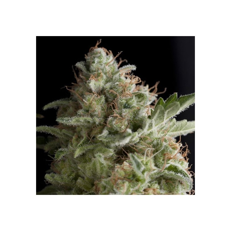 AMERICAN PIE · Pyramid Seeds · semillas de marihuana · Fem