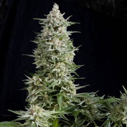AMNESIA GOLD · Pyramid Seeds · semi di canapa · Fem