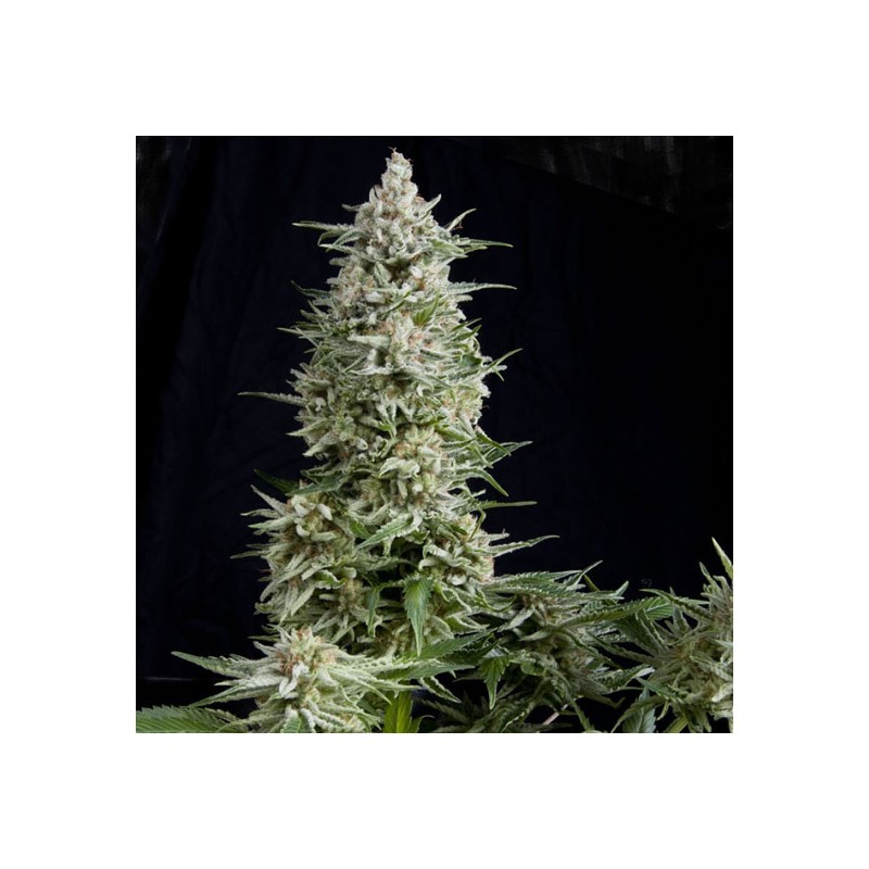 AMNESIA GOLD · Pyramid Seeds · semillas de marihuana · Fem