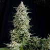 AMNESIA GOLD · Pyramid Seeds · semillas de marihuana · Fem