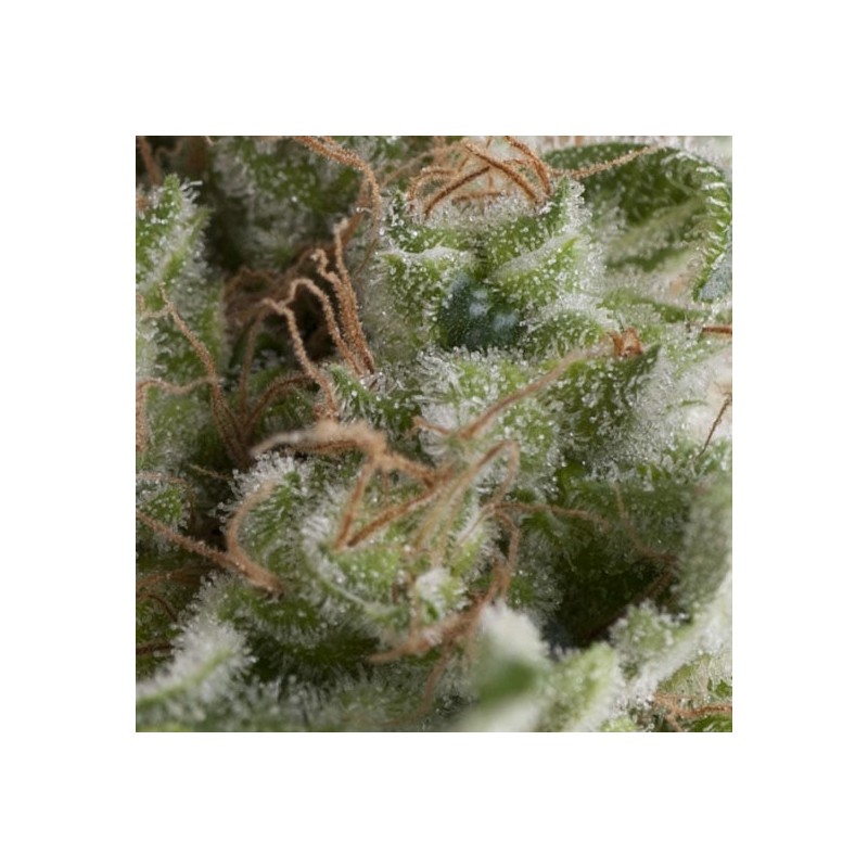Auto American Pie – Semi Autofiorenti Pyramid Seeds ad Alta Resa