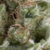 AUTO AMERICAN PIE · Pyramid Seeds · cannabis seeds · AutoFem
