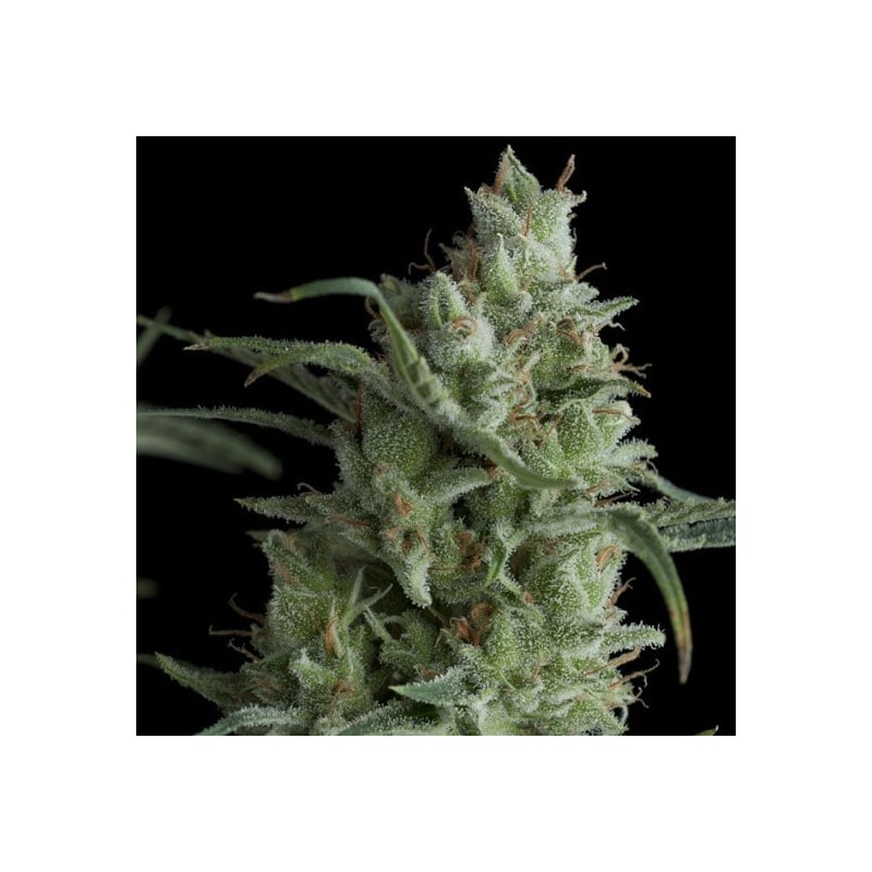 KRYPTONITE · Pyramid Seeds · semi di canapa indiana · Fem