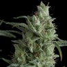 KRYPTONITE · Pyramid Seeds · semillas de marihuana · Fem