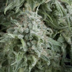 AUTO ANUBIS · Pyramid Seeds · semillas de marihuana · AutoFem