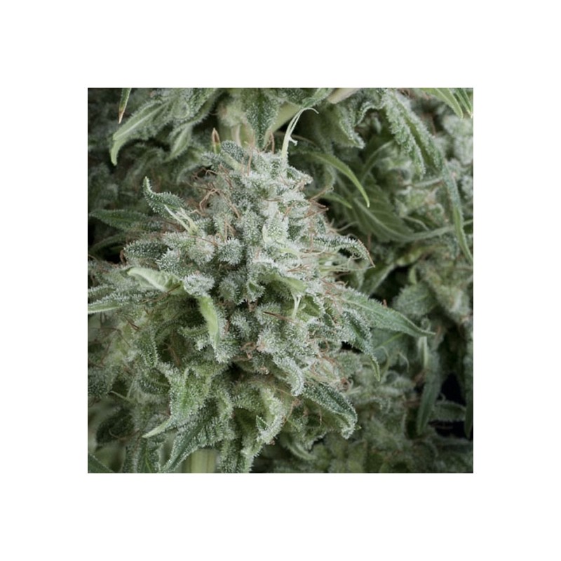 AUTO ANUBIS · Pyramid Seeds · semi di canapa indiana · AutoFem