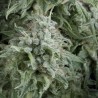 AUTO ANUBIS · Pyramid Seeds · semi di canapa indiana · AutoFem