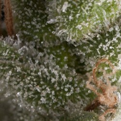 AUTO FRESH CANDY · Pyramid Seeds · cannabis seeds · AutoFem