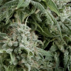 AUTO NORTHERN LIGHTS · Pyramid Seeds · cannabis seeds · AutoFem