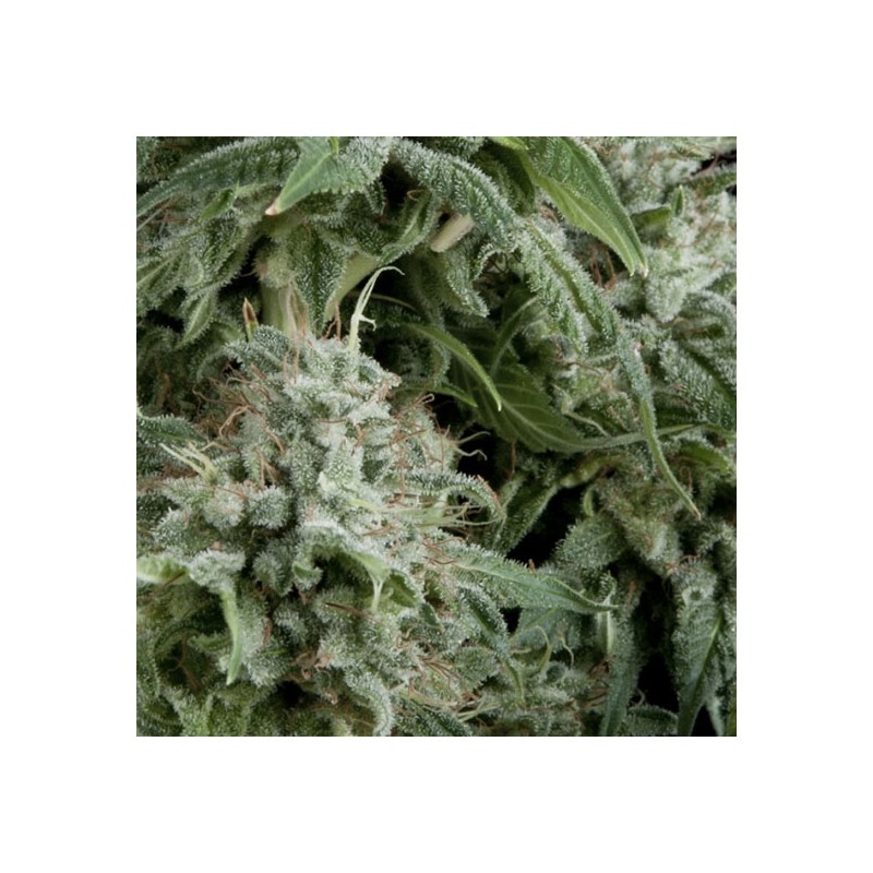 AUTO NORTHERN LIGHTS · Pyramid Seeds · semillas de marihuana · AutoFem