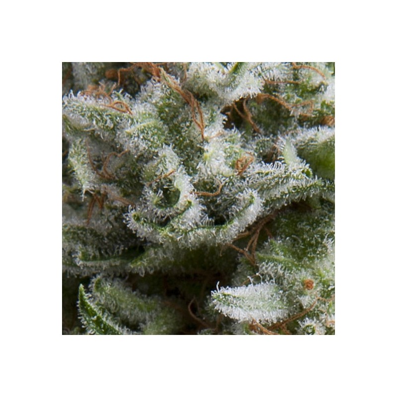 AUTO ANESTHESIA · Pyramid Seeds · semillas de marihuana · AutoFem