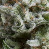 AUTO ANESTHESIA · Pyramid Seeds · semillas de marihuana · AutoFem