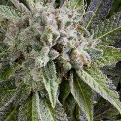 AUTO BLUE PYRAMID · Pyramid Seeds · semillas de marihuana · AutoFem