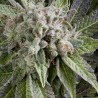 AUTO BLUE PYRAMID · Pyramid Seeds · semi di canapa indiana · AutoFem