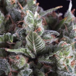 AUTO OLYMPIA · Pyramid Seeds · semillas de marihuana · AutoFem