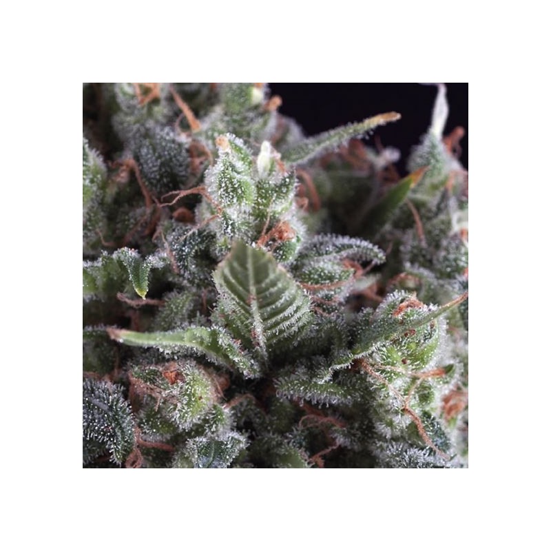 AUTO OLYMPIA · Pyramid Seeds · semi di canapa · AutoFem