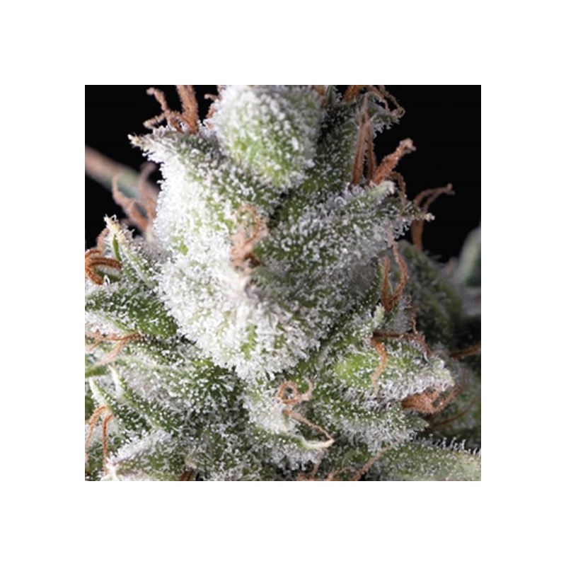 AUTO RAMSES · Pyramid Seeds · semi di canapa · AutoFem