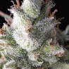AUTO RAMSES · Pyramid Seeds · semillas de marihuana · AutoFem