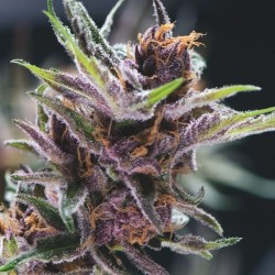 BLACK CHERRY PUNCH · Pyramid Seeds · semi di canapa · Fem
