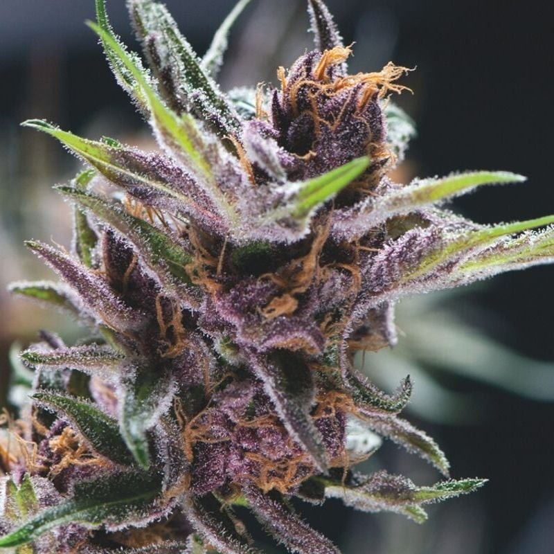 BLACK CHERRY PUNCH · Pyramid Seeds · semillas de marihuana · Fem
