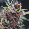 BLACK CHERRY PUNCH · Pyramid Seeds · cannabis seeds · Fem