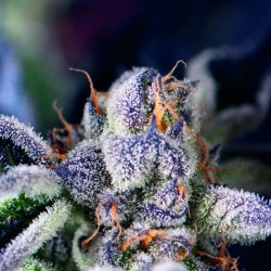 COOKIES USA · Pyramid Seeds · cannabis seeds · Fem