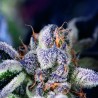 COOKIES USA · Pyramid Seeds · semi di canapa · Fem