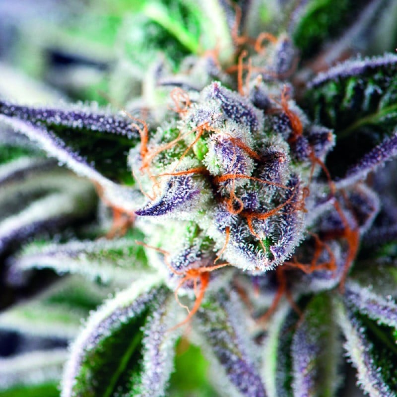 DO-SI-DOS · Pyramid Seeds · semi di canapa · Fem