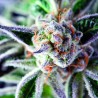 DO-SI-DOS · Pyramid Seeds · semillas de marihuana · Fem